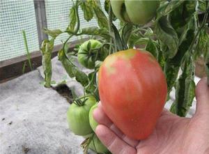 Характеристики томатов Мазарини