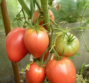 Особенности выращивания томатов сорта Мазарини