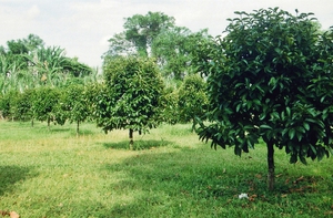 Плантация мангостина в Тайланде
