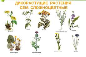 Описание дикорастущих растений