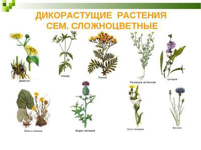 Реферат: Пищевые растения и их свойства