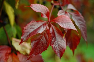 Листья дикого винограда