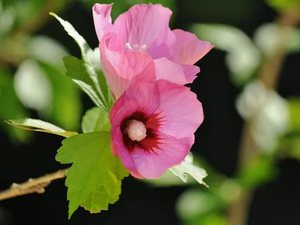 Бледно розовый цветок