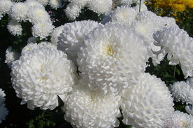 Хризантемы белые