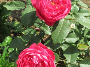 Внешний вид сорта розы бенджамин бриттен