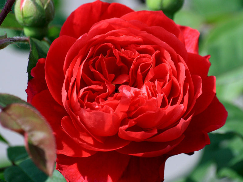Как выглядит роза бенджамин бриттен