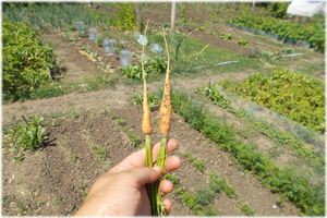 Способы посева семян моркови