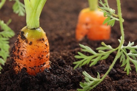 Советы по выращиванию моркови