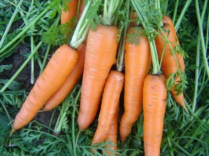 Как удобрять морковь
