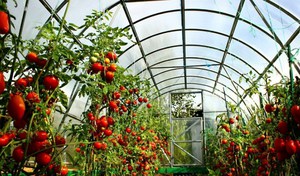 Какие удобрения подходят для томатов