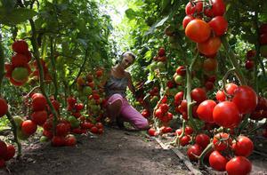 Как вырастить томаты в теплице