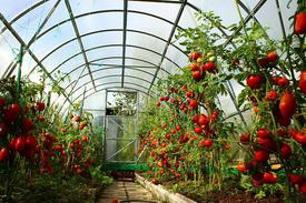 Способ выращивания томатов