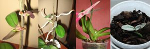 Особенности выращивания орхидеи