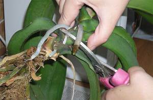 Сложности орхидеи