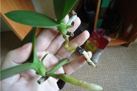 Как поливать орхидеи в горшке