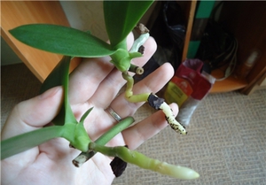 Как поливать орхидеи в горшке