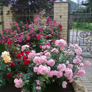 Цветение розы Боника-82 