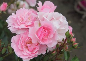 Цветы розы Боника