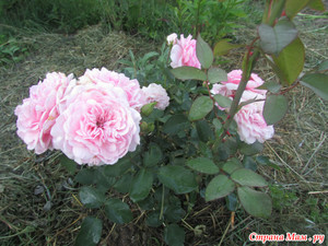 Куст розы Боника