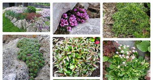 Сорта и виды почвопокровных растений