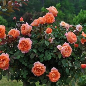 Сорта роз Дэвида  Остина для Подмосковья 