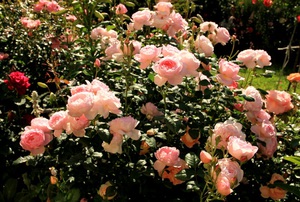 Парковые розы  Остина