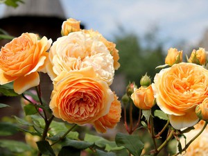 Как вырастить розы Остина 
