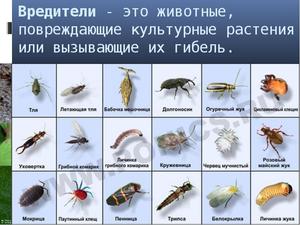 Польза и вред насекомых