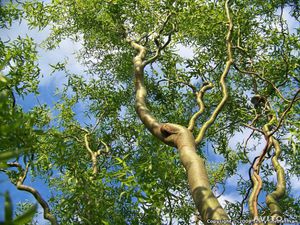Паразиты под корой дерева ива мацуда