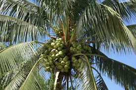 Пальма с кокосовыми орехами
