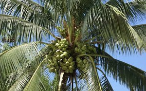 Пальма с кокосовыми орехами