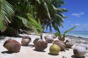 Новые побеги  кокоса
