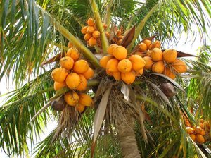 Спелые плоды кокоса