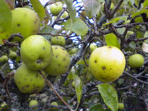 Порша яблони и груши