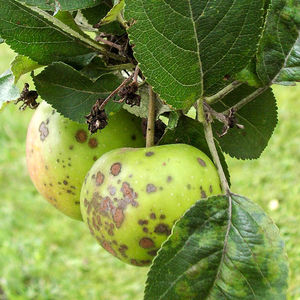 Болезни яблонь и груш