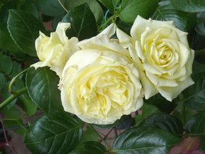 Цветение розы Эльф