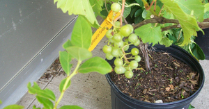 Когда и как правильно пересаживать виноград
