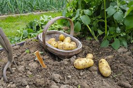 Как сажать картошку под лопату