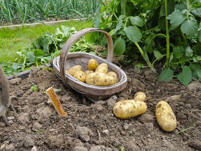 Как правильно сажать картофель под лопату, какое расстояние должно бытьмежду лунками