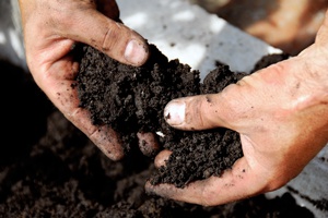 Почва для посадки картофеля