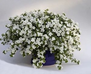 Белые цветы бакопы