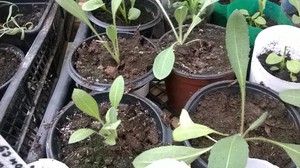 Гайлар - выращивание из семян