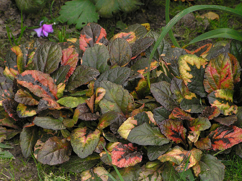 Живучка ползучая Мультиколор: цвет листьев