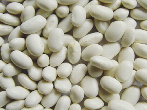 Семена белой фасоли перед пасодкой