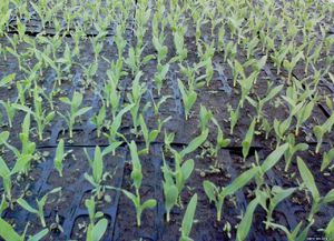 Нужно ли выращивать кукурузу в домашних условиях перед посадкой