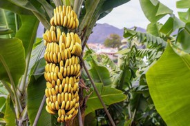 Где и как выращивают бананы