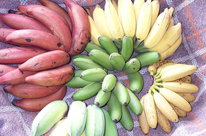 Разновидности бананов