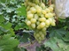 Описание сорта винограда