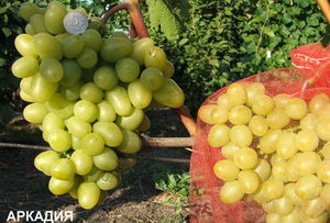 Как вырастить виноград