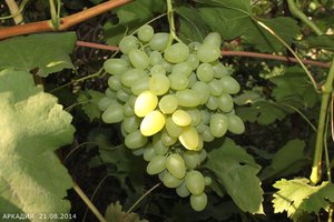 Способ вырастить виноград